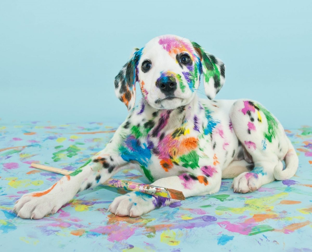 Dalmatialainen koiranpentu, jolla on tassuissaan maalisuti. Koiralla on turkissaan ja maassa ympärillään eri värisiä maalipilkkuja.