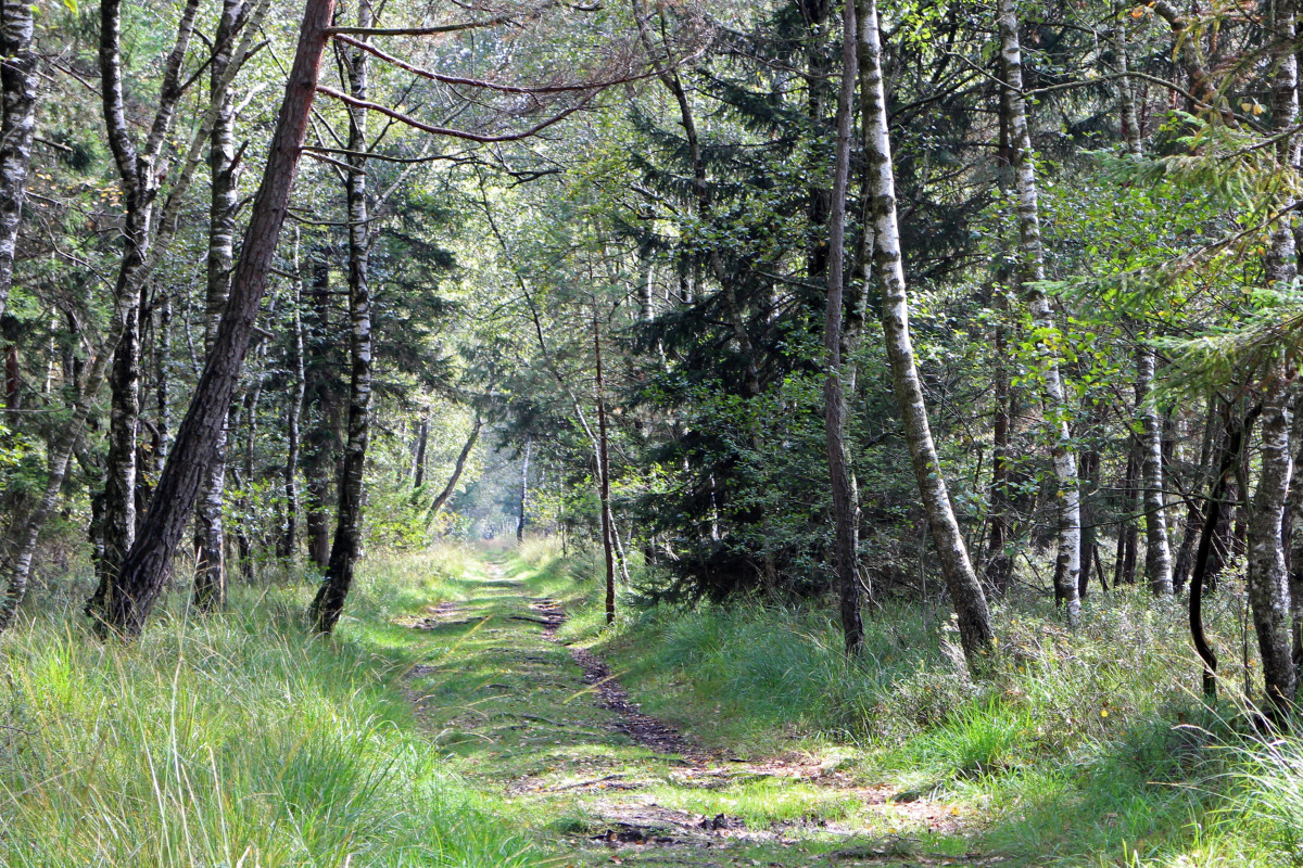 Metsässä kulkeva polku.